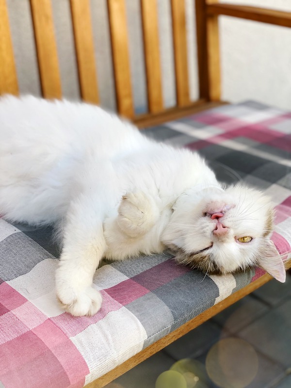 Katzen sind wahre Schlaf- und Regenerationsexperten